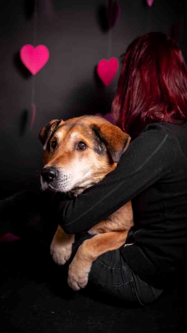 Rex - x ovčák, hodný starší pejsek,  - foto 3