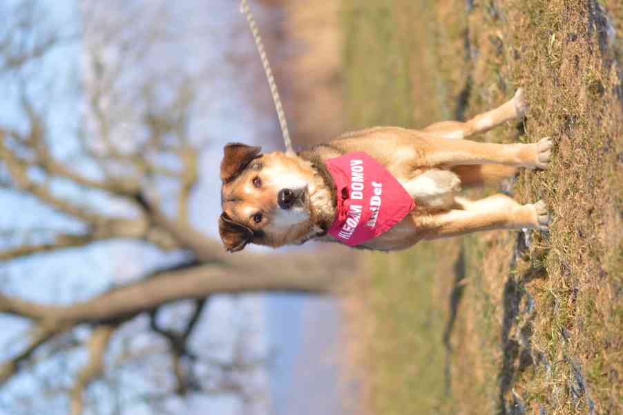 Rex - x ovčák, hodný starší pejsek,  - foto 5