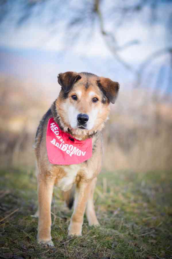 Rex - x ovčák, hodný starší pejsek,  - foto 6