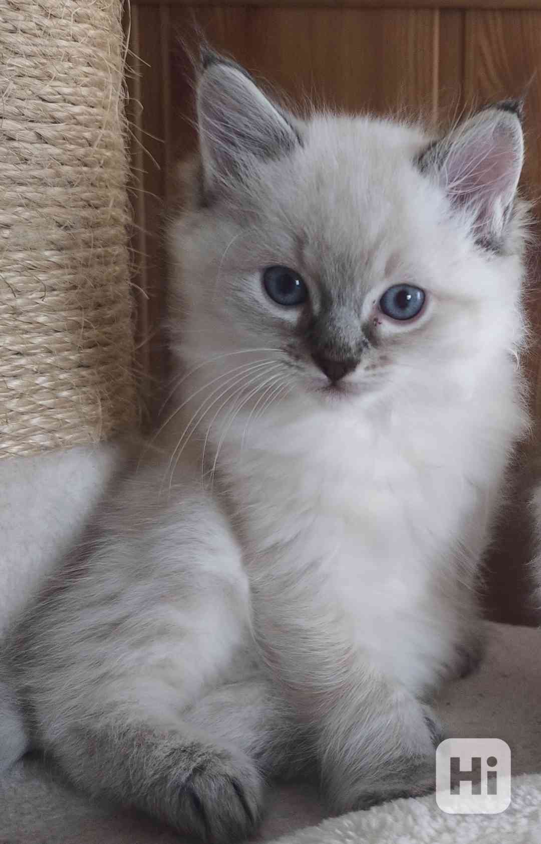 Ragdoll - foto 1