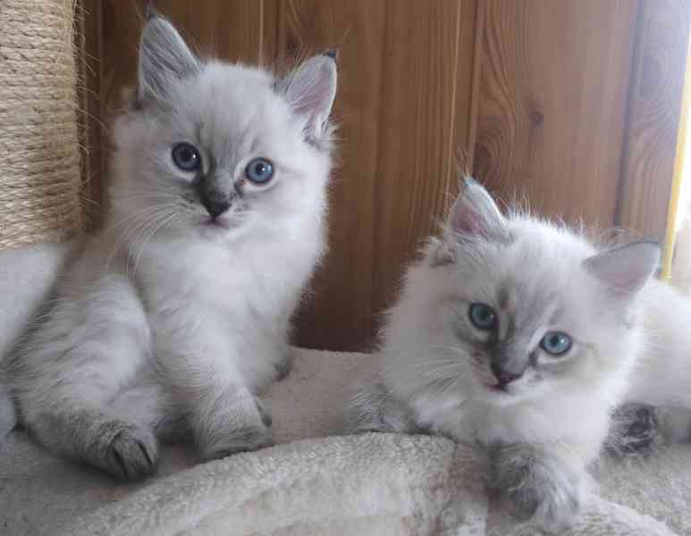 Ragdoll - foto 2