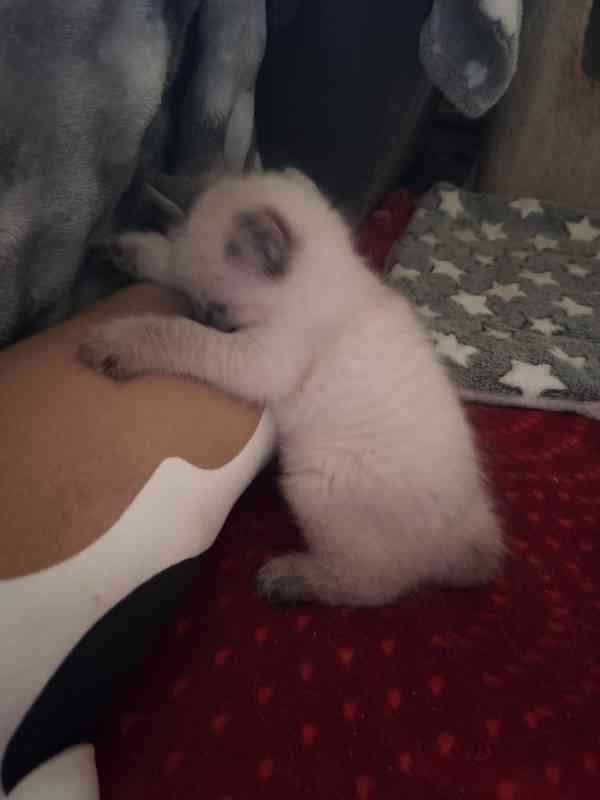 Ragdoll - foto 4