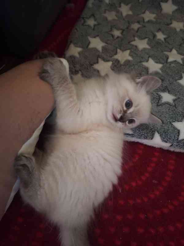 Ragdoll - foto 6