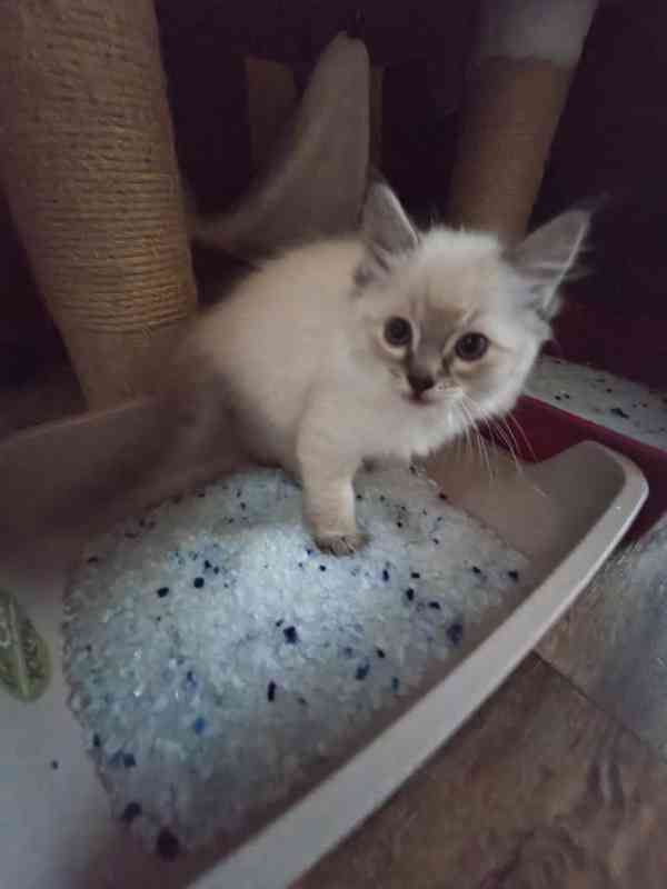 Ragdoll - foto 3