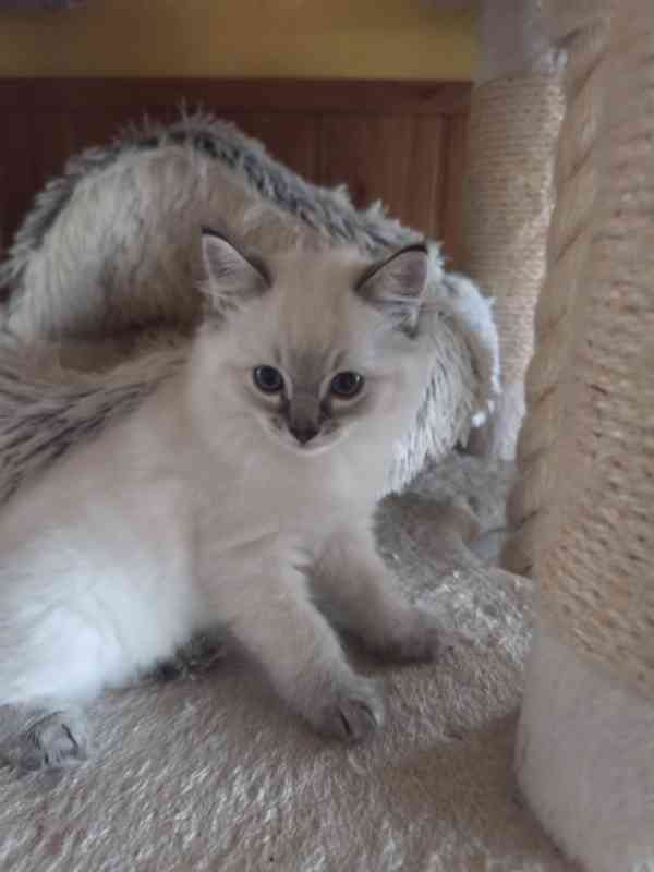 Ragdoll - foto 5