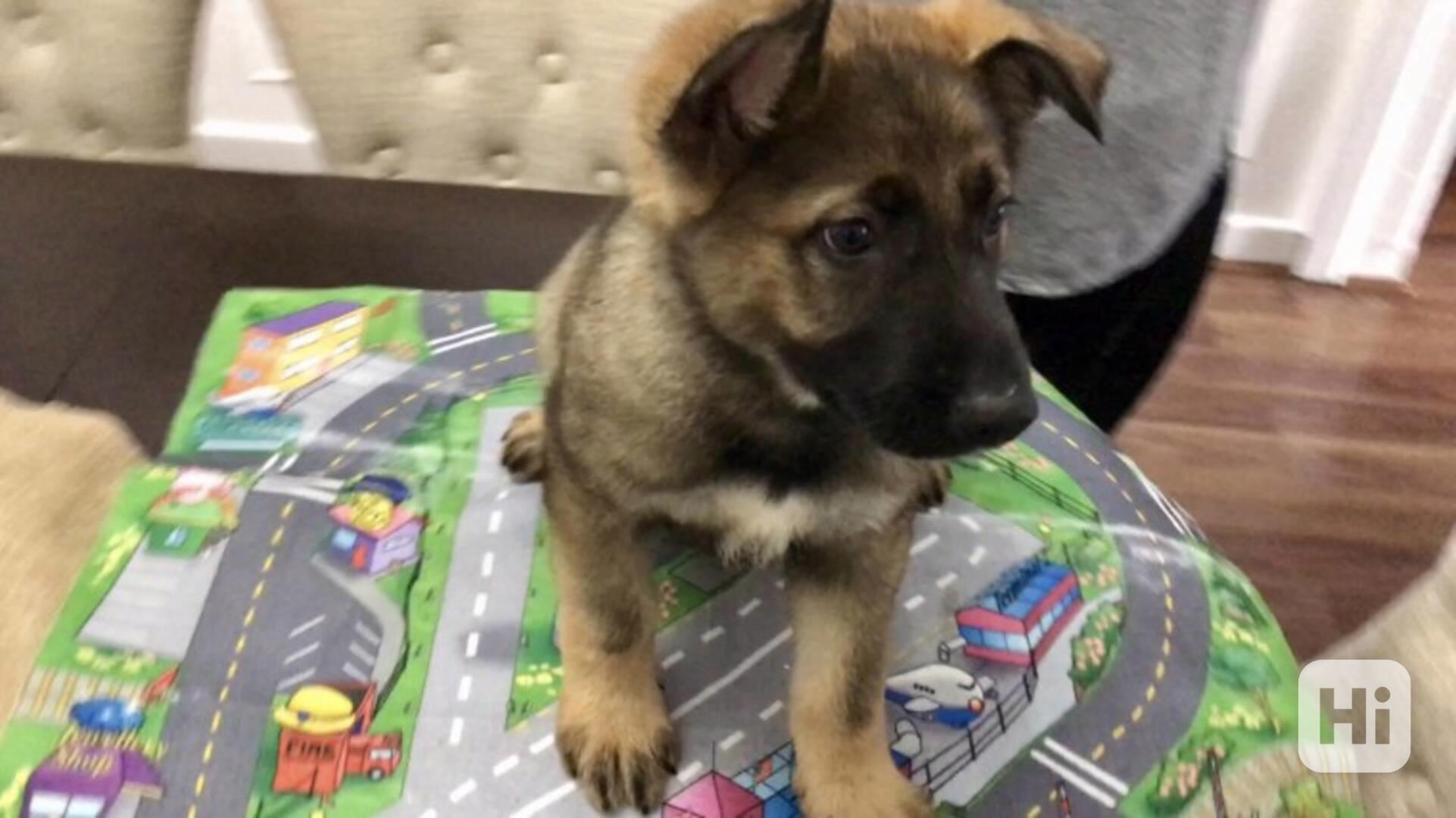 Krásná štěňata labradora, plně očkovaná. - foto 1