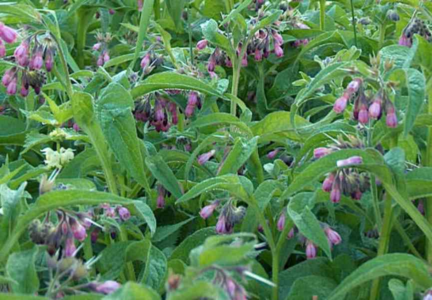 Prodej Kostival Kořen (Comfrey Root) ve velkém od výrobce - foto 2