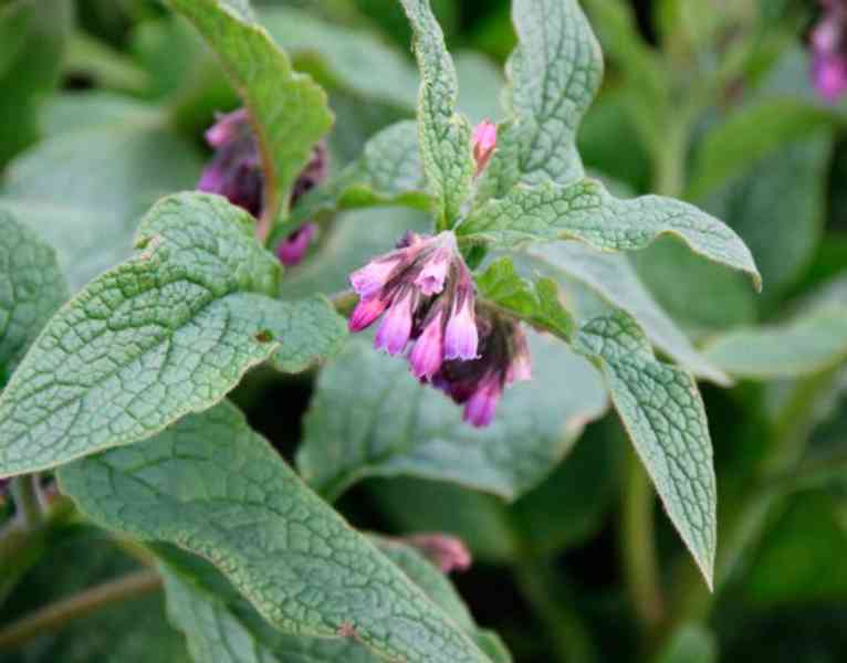 Prodej Kostival Kořen (Comfrey Root) ve velkém od výrobce - foto 4