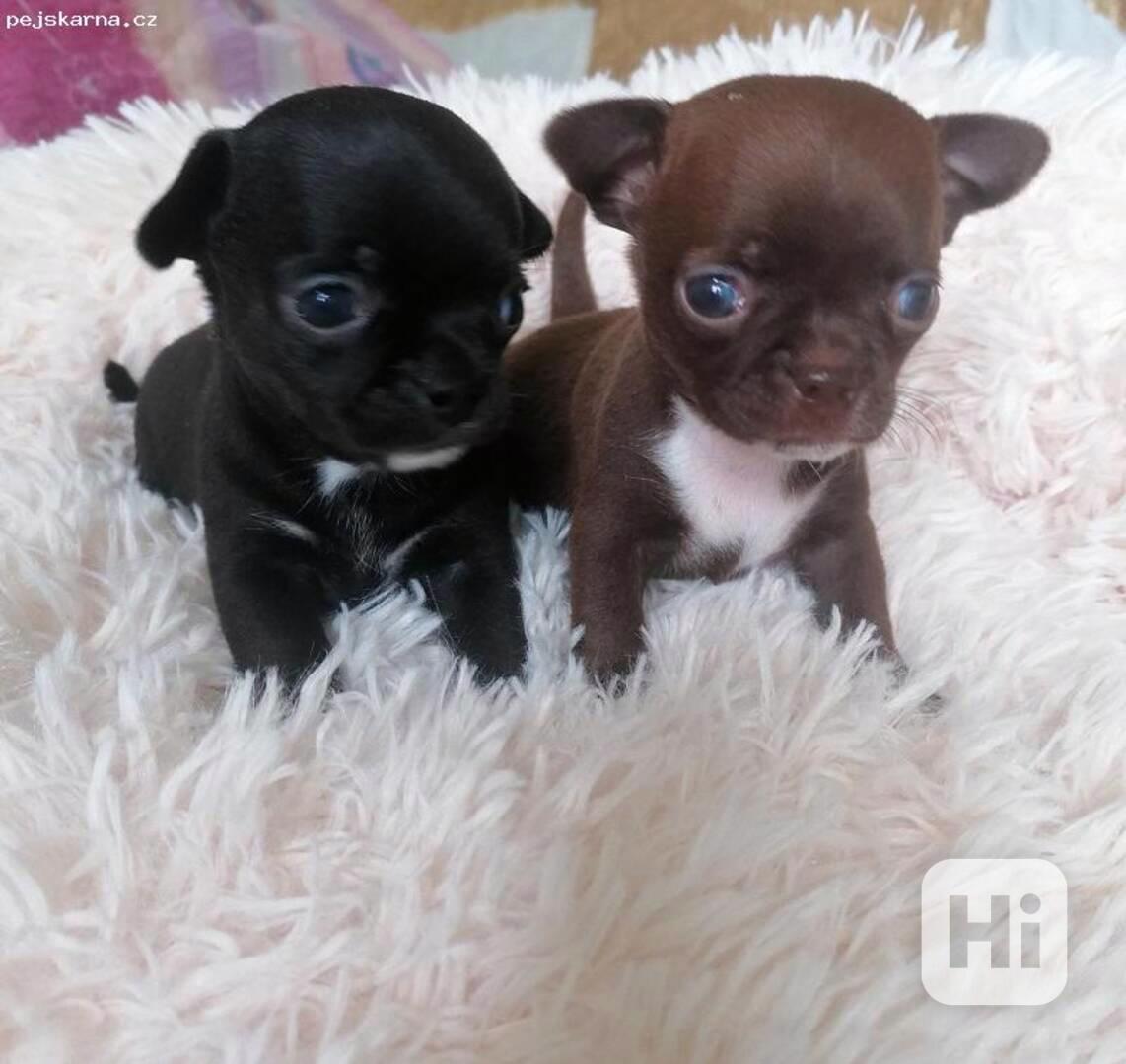 Dárek zdarma Štěňata čivavy k adopci zdarma  - foto 1