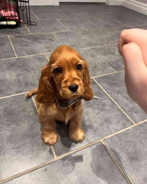 Critter cocker spaniel 