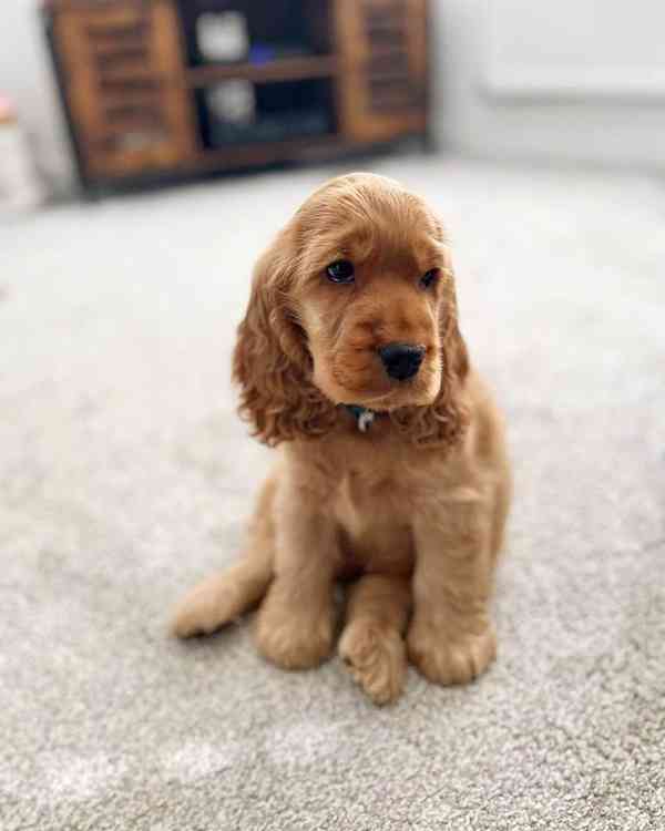 Critter cocker spaniel  - foto 3