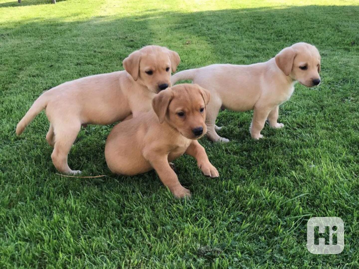 Štěňata červeného labradora do nového domova - foto 1
