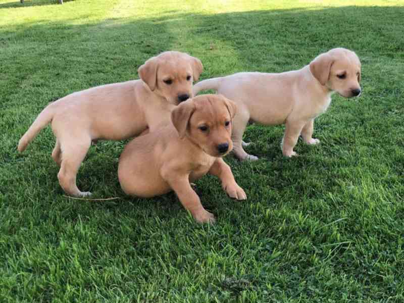 Štěňata červeného labradora do nového domova - foto 1