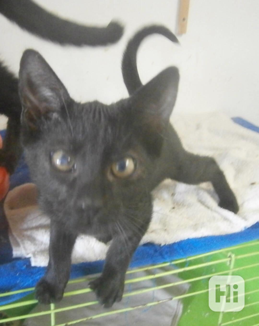 Hravý, akční, mazlivý 2,5měsíční černý Koumáček - foto 1