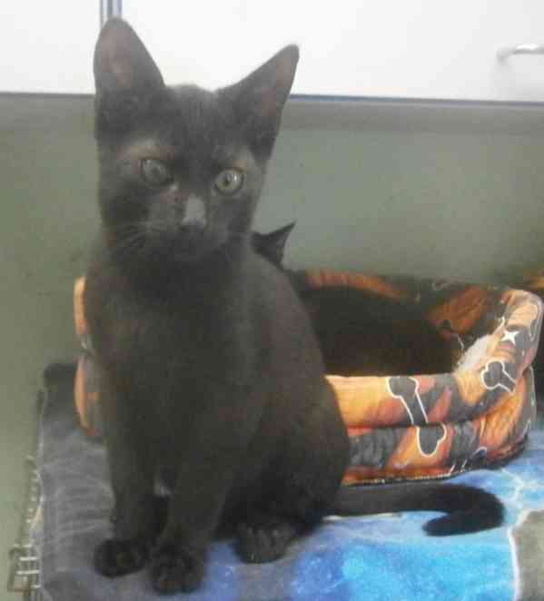 Hravý, akční, mazlivý 2,5měsíční černý Koumáček - foto 2