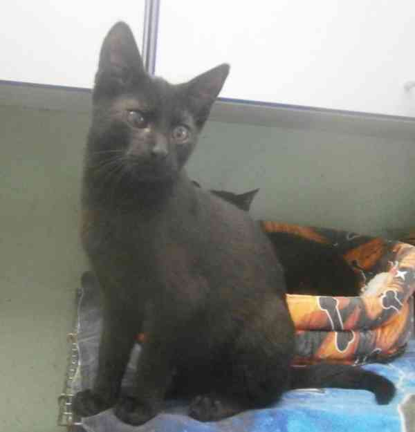 Hravý, akční, mazlivý 2,5měsíční černý Koumáček - foto 6