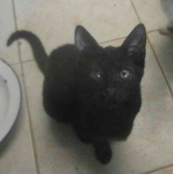 Hravý, akční, mazlivý 2,5měsíční černý Koumáček - foto 7