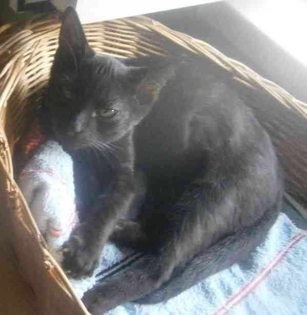 Hravý, akční, mazlivý 2,5měsíční černý Koumáček - foto 4