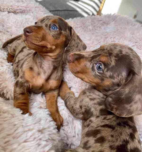 Dachshund puppies - foto 1