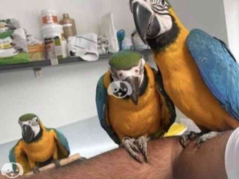 Krásné páry modrých a zlatých papoušků ara - foto 1