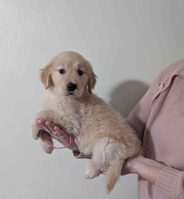 štěňata zlatého retrívra - foto 6