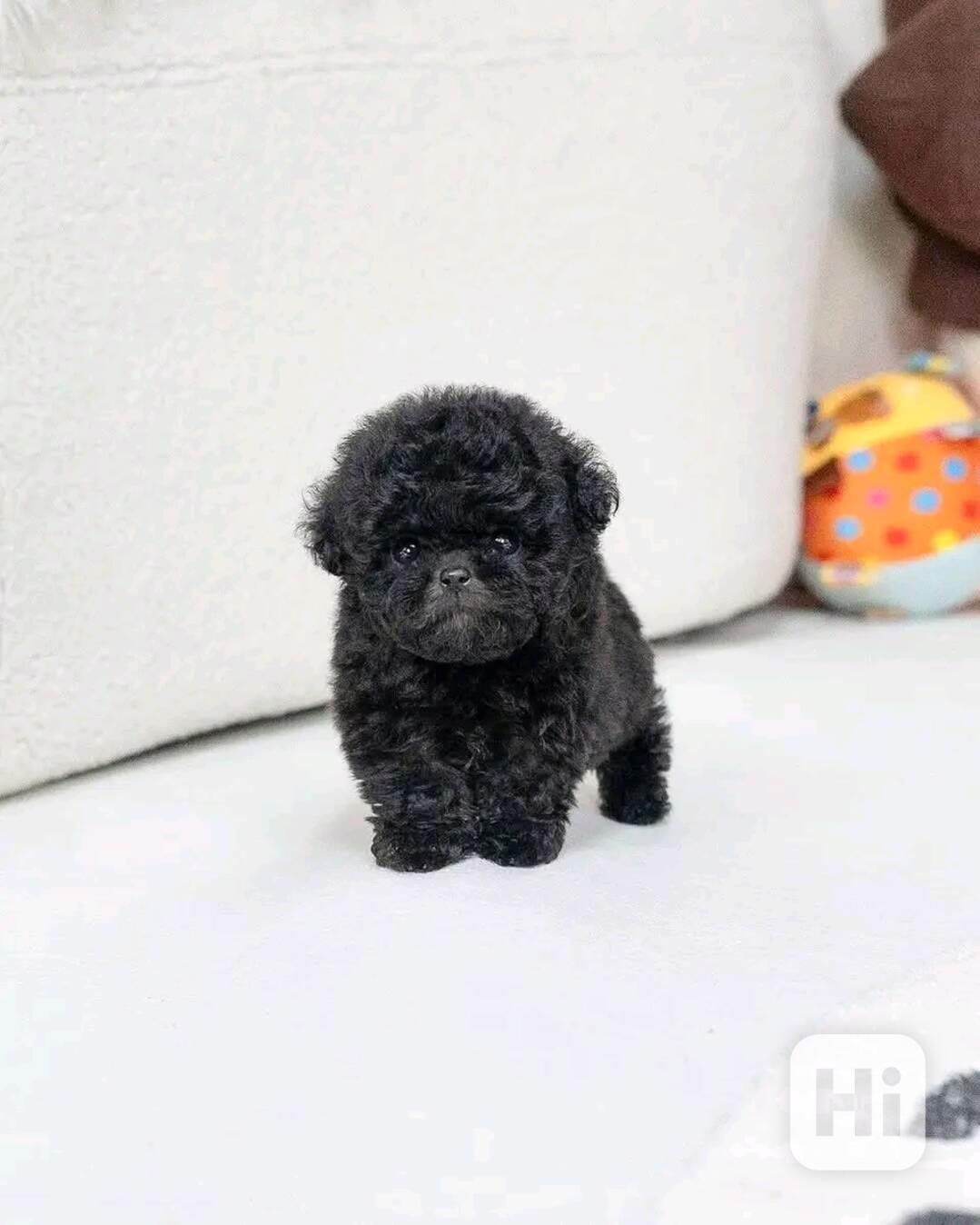 Poodle  - foto 1