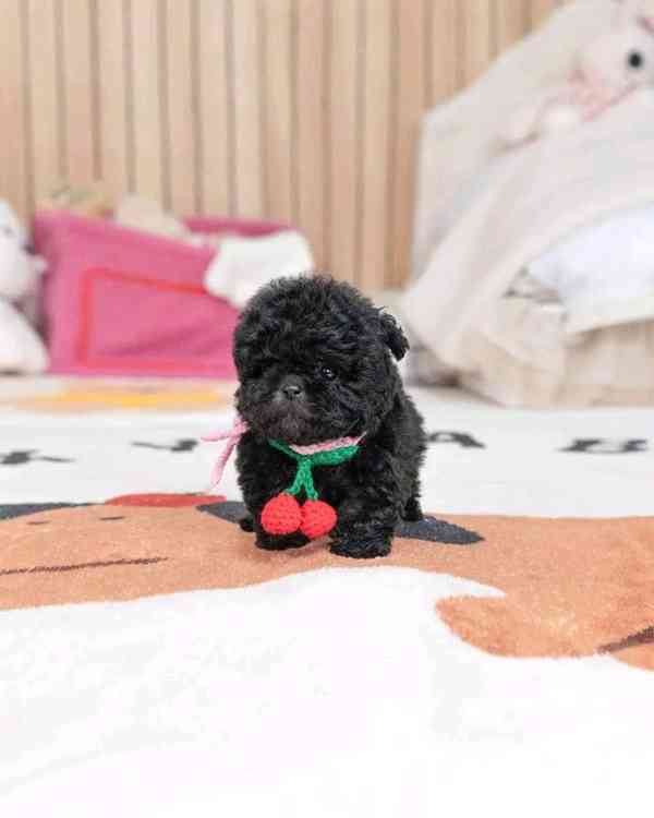 Poodle  - foto 2
