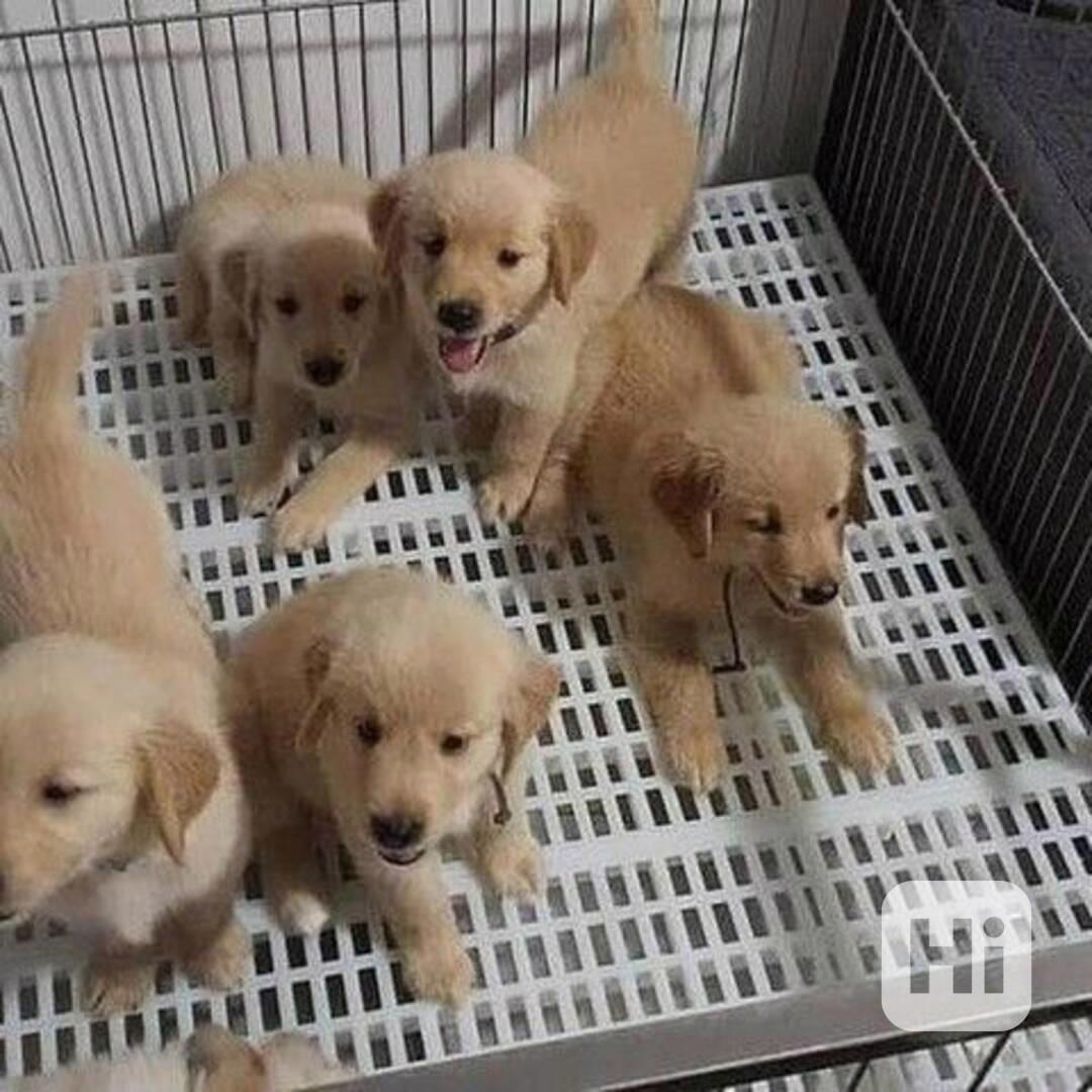 štěně zlatého retrívra zdarma k adopci - foto 1