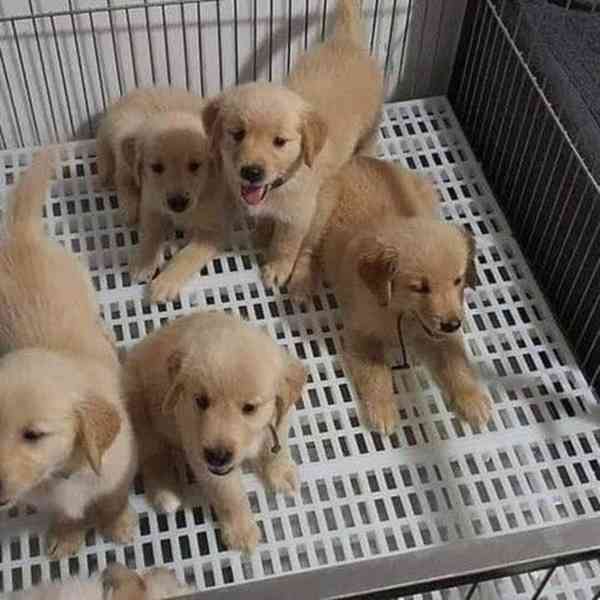 štěně zlatého retrívra zdarma k adopci - foto 1