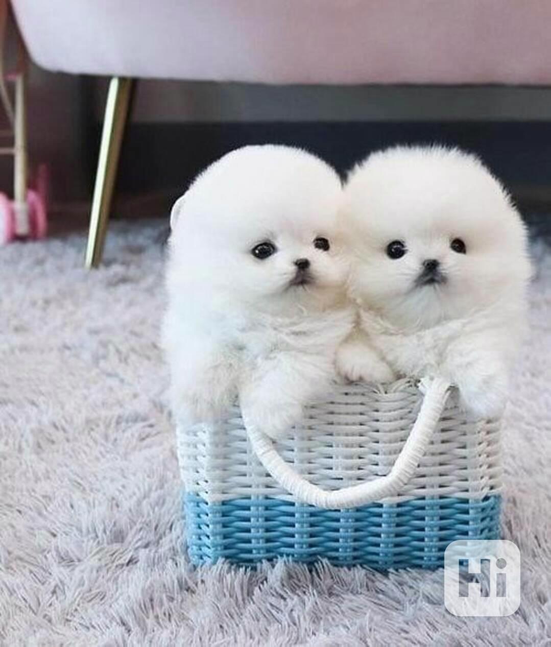 Snová miniaturní štěně k dispozici MINI-POMERANIAN PORK BOO - foto 1