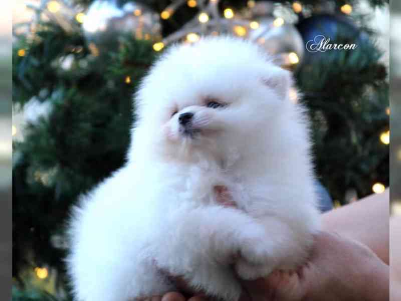 Snová miniaturní štěně k dispozici MINI-POMERANIAN PORK BOO - foto 3