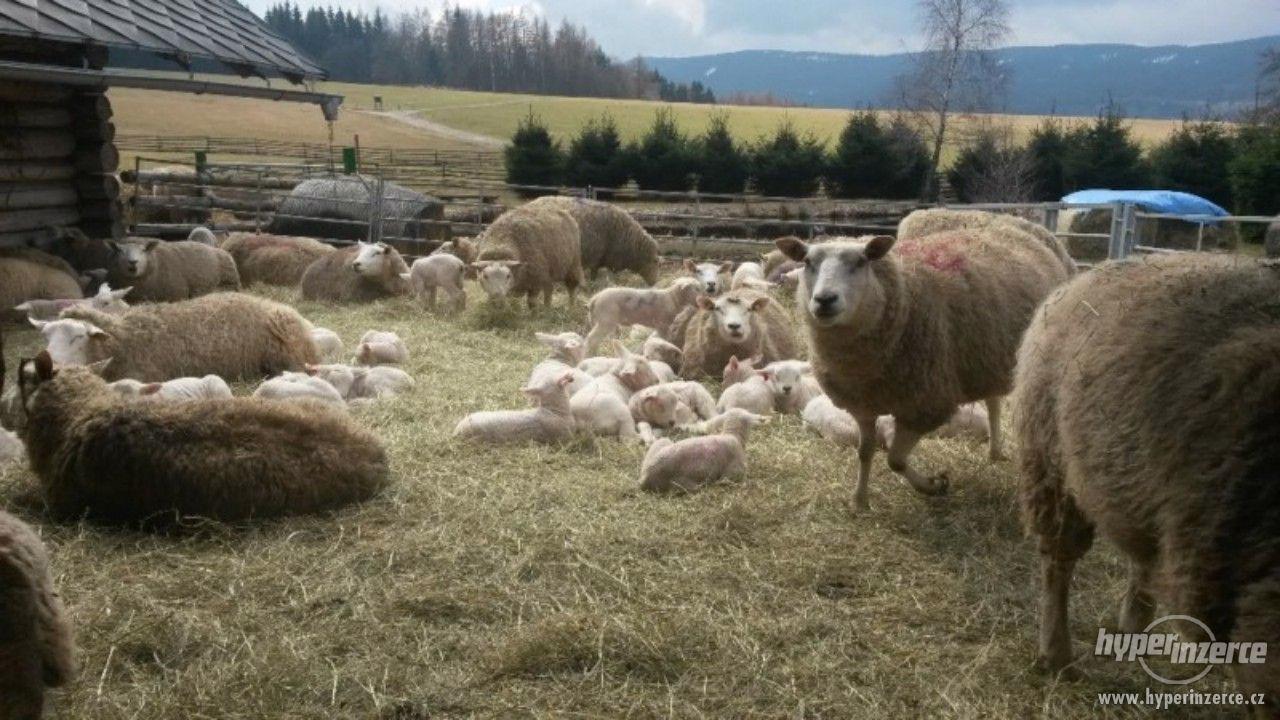 Ovce texel prodej jehnic do chovu v biokvalitě - foto 1