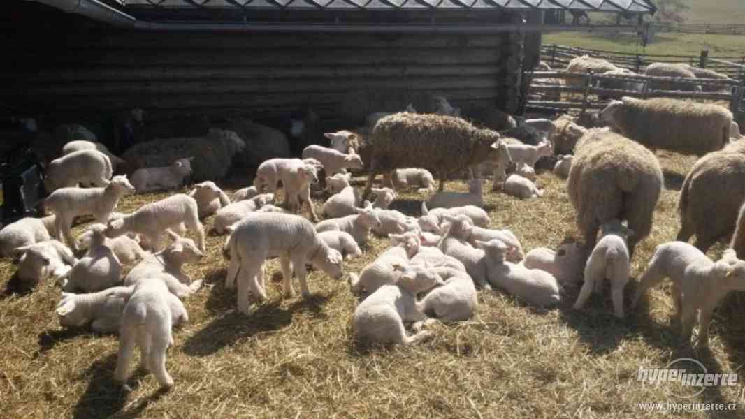 Ovce texel prodej jehnic do chovu v biokvalitě - foto 2