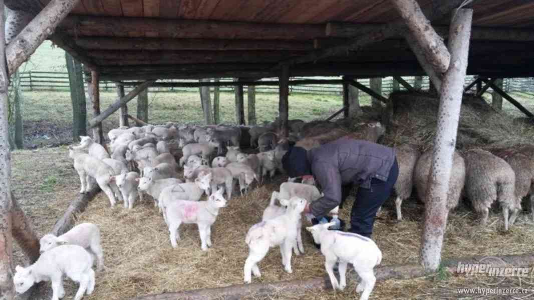 Ovce texel prodej jehnic do chovu v biokvalitě - foto 3