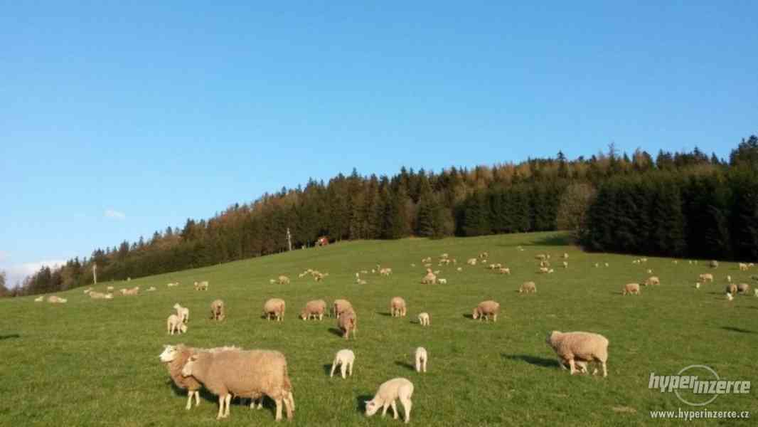 Ovce texel prodej jehnic do chovu v biokvalitě - foto 4