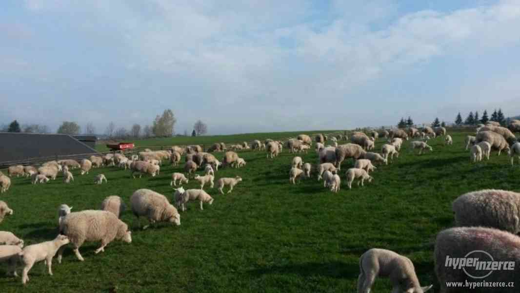 Ovce texel prodej jehnic do chovu v biokvalitě - foto 5