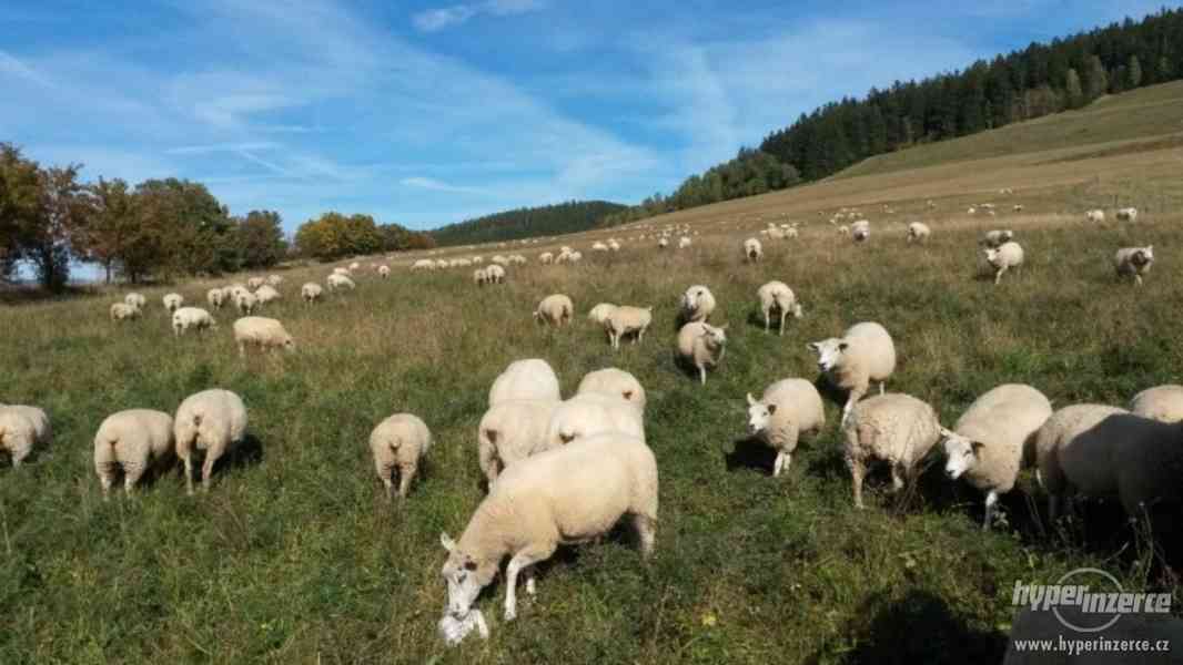 Ovce texel prodej jehnic do chovu v biokvalitě - foto 6