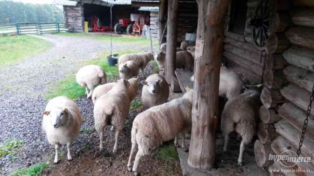 Ovce texel prodej jehnic do chovu v biokvalitě - foto 9