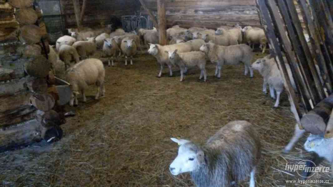 Ovce texel prodej jehnic do chovu v biokvalitě - foto 10