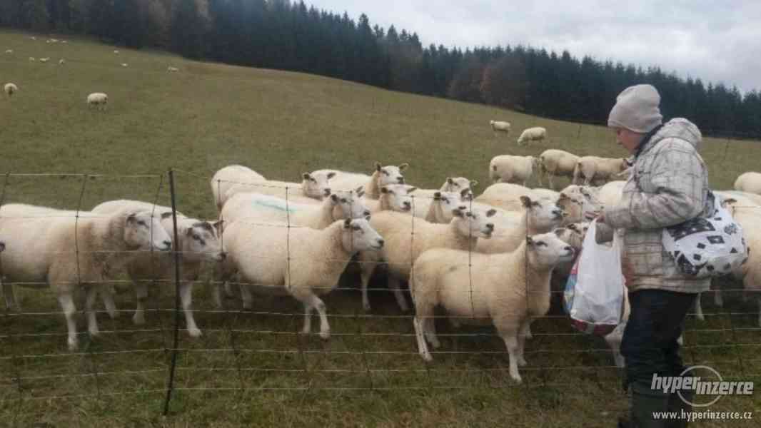 Ovce texel prodej jehnic do chovu v biokvalitě - foto 11