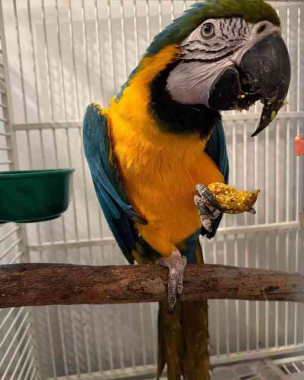 K dispozici papoušci modrozlatí arové