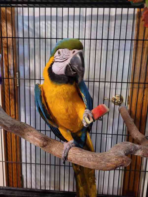 K dispozici papoušci modrozlatí arové - foto 2