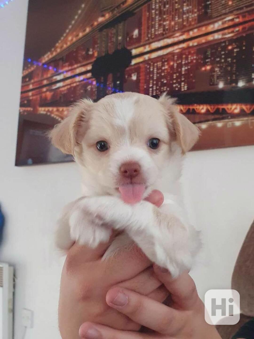 Civavy psík civava - foto 1