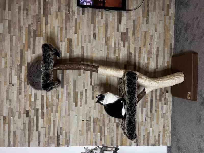 Škrabadla pro kočky 