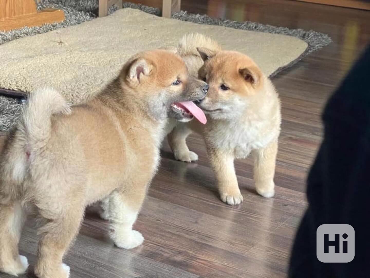 Shiba Inu,   - foto 1