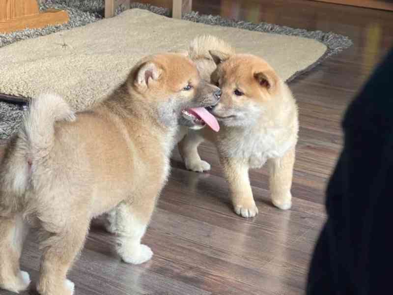 Shiba Inu,   - foto 1