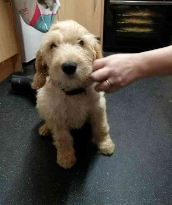 FB2 Goldendoodle samec a samice