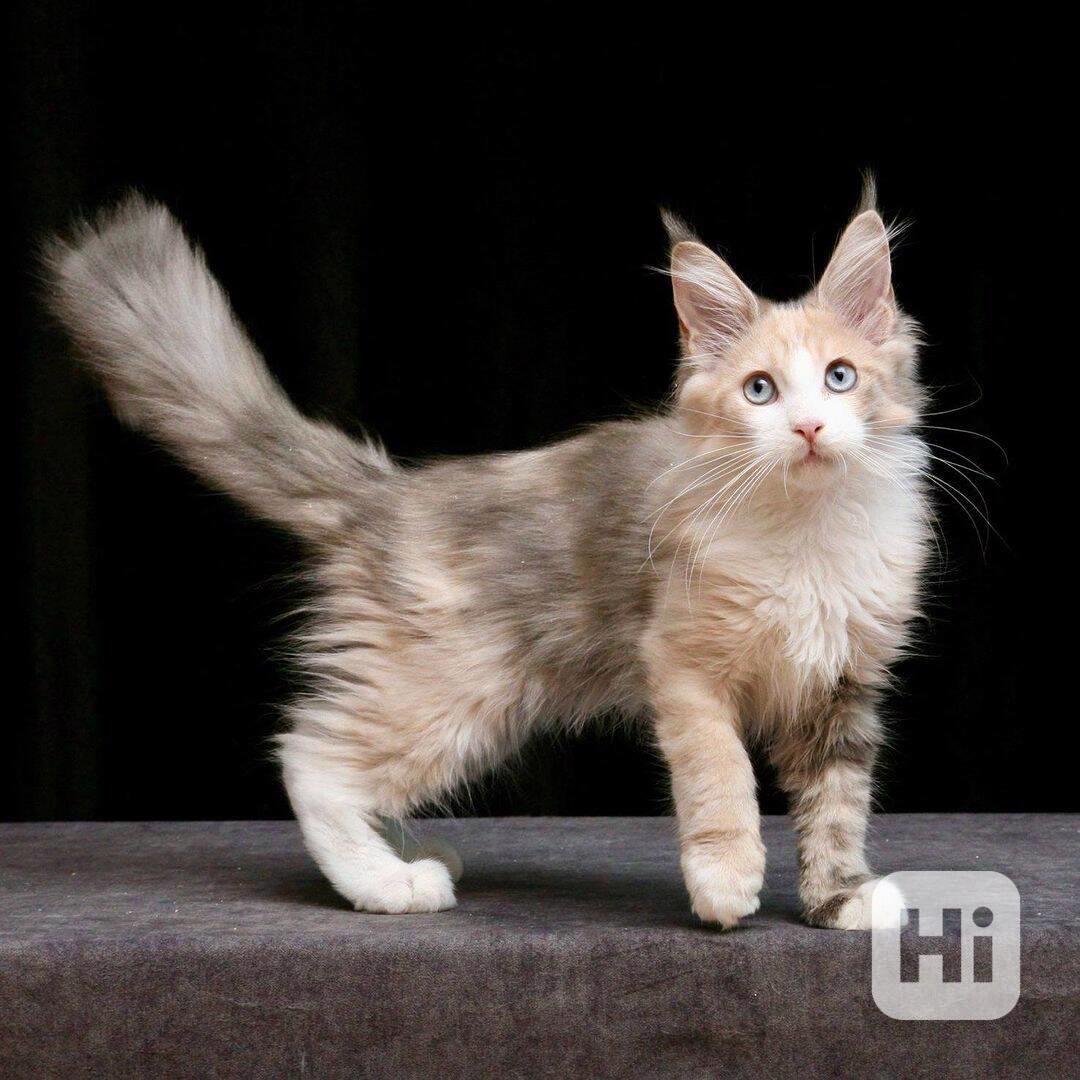 Hlavní mývalí kočky k adopci - foto 1
