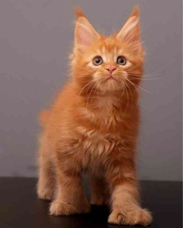 Hlavní mývalí kočky k adopci - foto 2