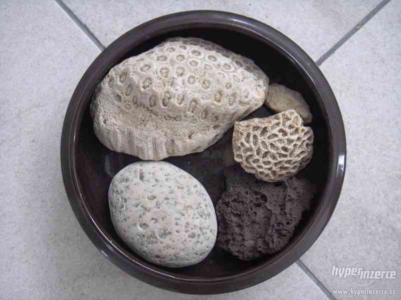 Miska se zkamenělinami, fosilními korály apod. - foto 5